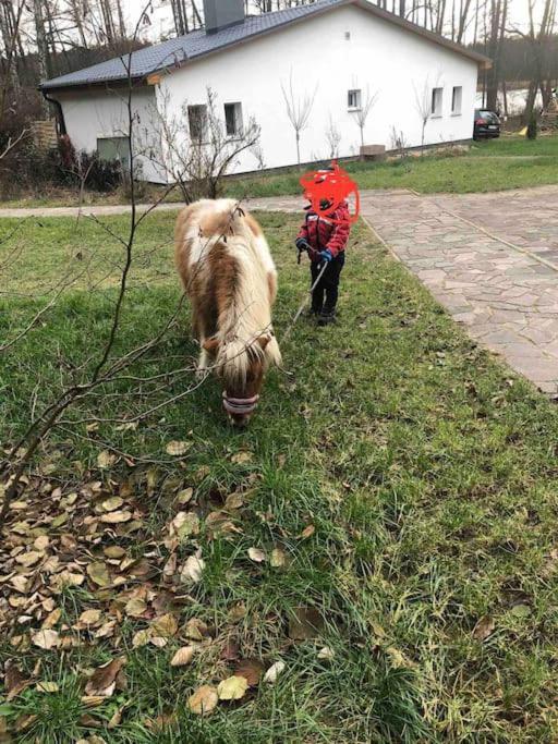 Haus Wilma Gruene Idylle Im Wald Direkt Am See ヴェンディッシュ・リーツ エクステリア 写真